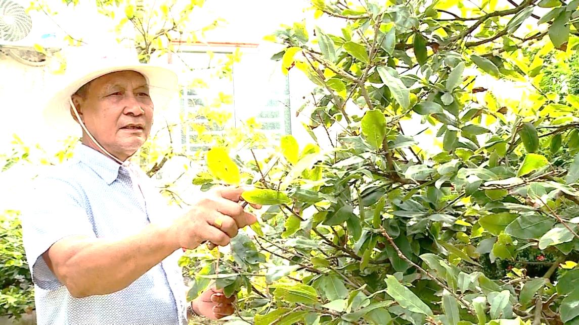 Nhà vườn Phước Định chuyển sang trồng mai mini bán tết