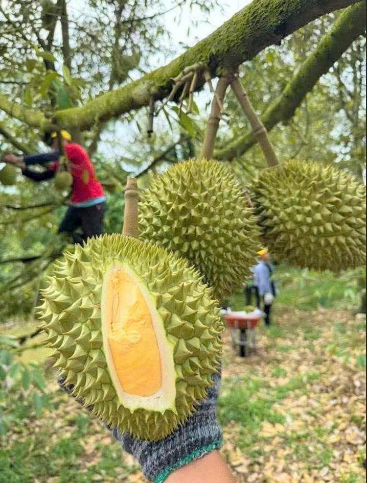 Xã An Bình giá sầu riêng lao dốc, nhiều nhà vườn gặp khó khăn