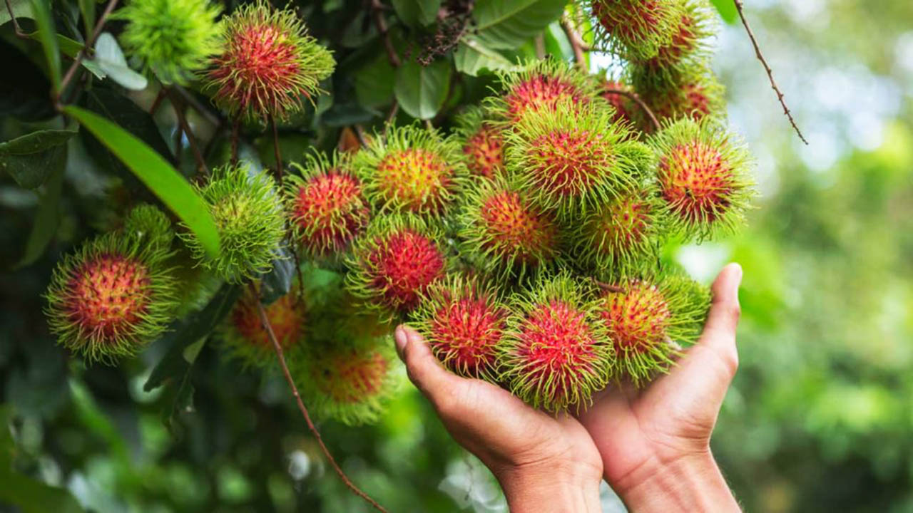 Xã An Bình triển khai xây dựng mã vùng trồng cho cây ăn trái