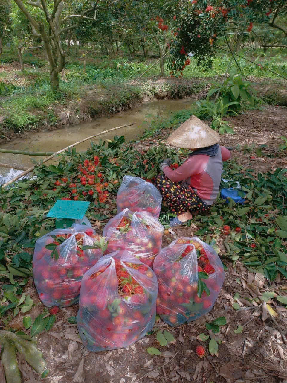 Kiểm tra sử dụng vốn vay tại xã An Bình, nhiều mô hình kinh tế hộ gia đình phát huy hiệu quả